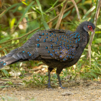Germain's Peacock-Pheasant